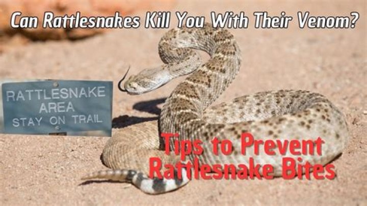 How dangerous is rattlesnake venom?
