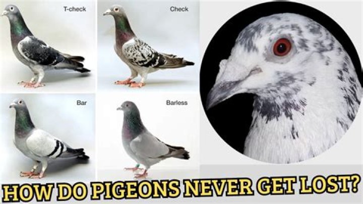 How do homing pigeons find their way home?