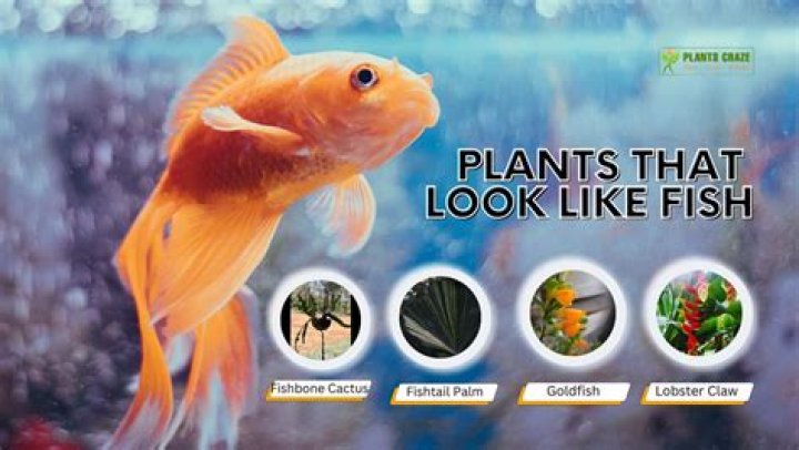 How do I fix the hardness in my fish tank?