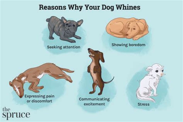 How do I get my dog to stop whining when walking?