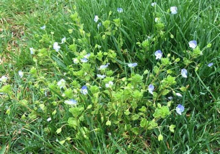 How do I get rid of corn speedwell in my lawn?