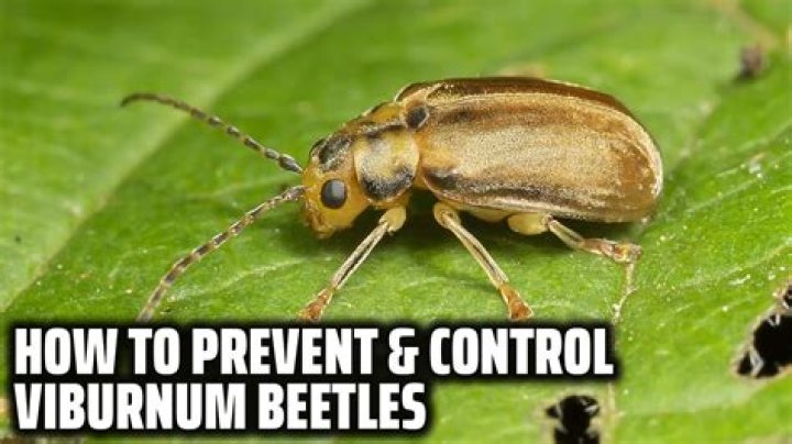 How do I get rid of viburnum beetles?
