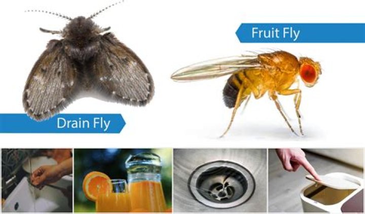 How do I know if I have fruit flies or gnats