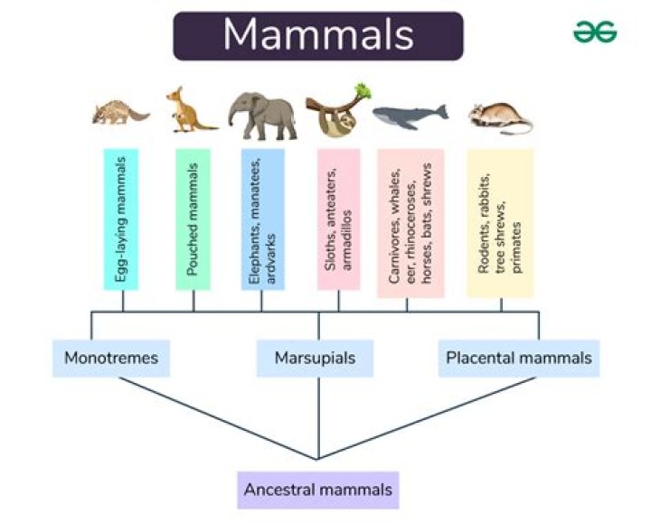 How do mammals feed? | ContextResponse.com
