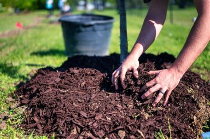 How do plants protect the soil
