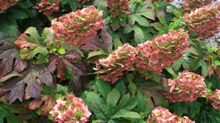 How do you care for oak leaf hydrangeas?