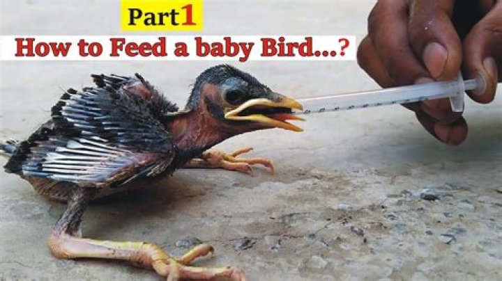 How do you get a baby bird to drink water?