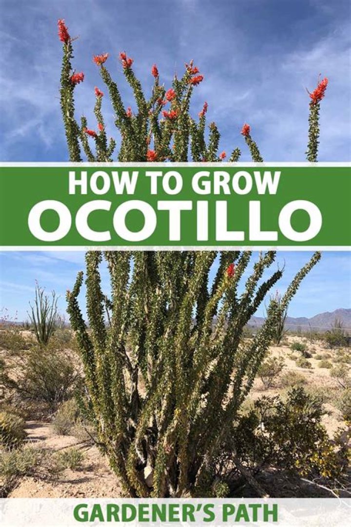 How do you grow an ocotillo plant?