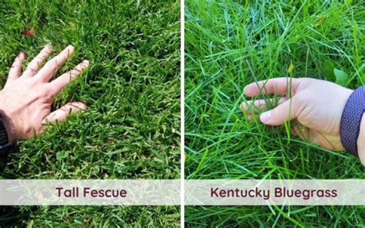 How do you keep blue fescue?