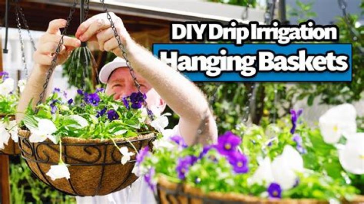 How do you keep hanging baskets alive