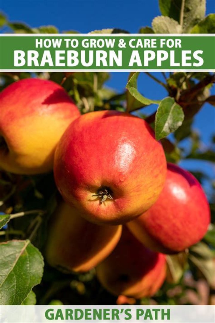 How do you know when a Braeburn apple is ripe