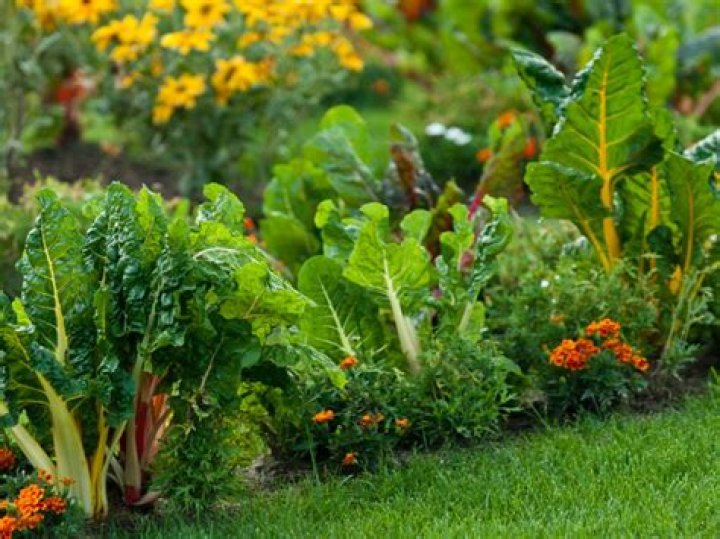 How do you make edible gardens?