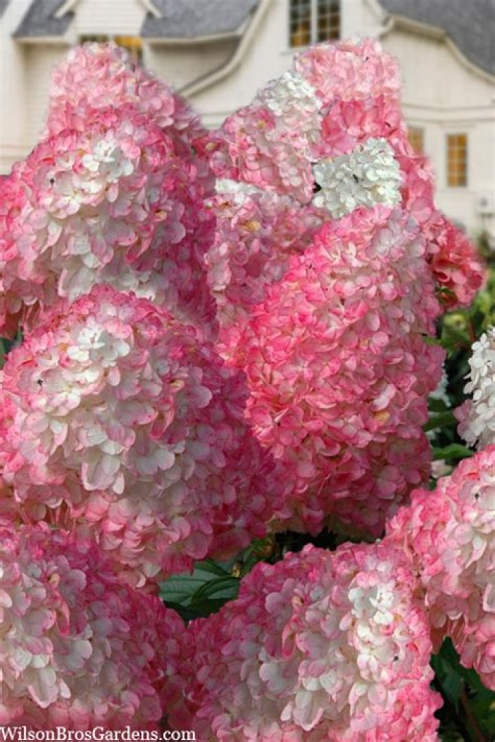 How do you plant Vanilla Strawberry hydrangeas?