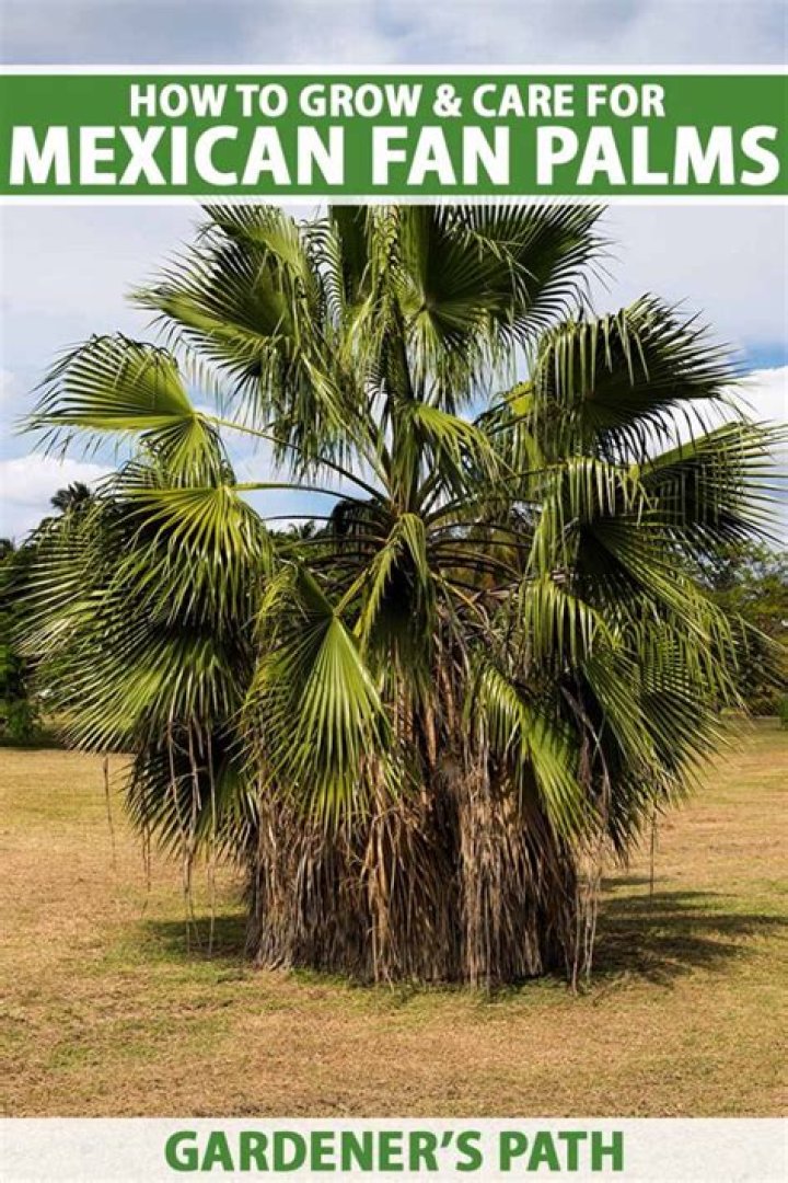 How do you protect Mexican fan palms?