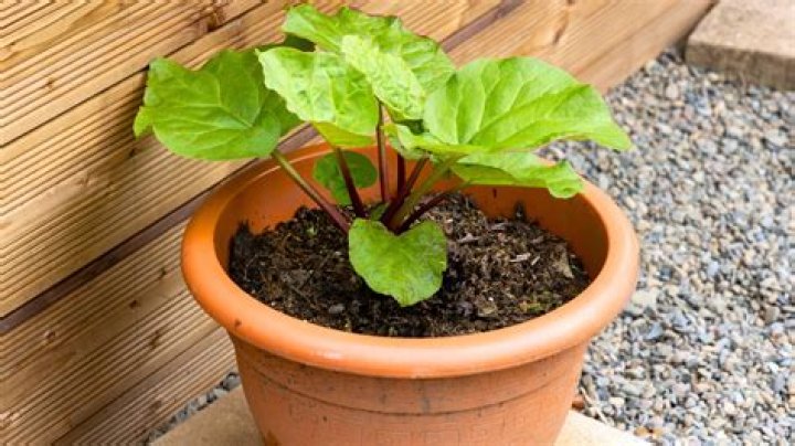 How do you revive rhubarb plants