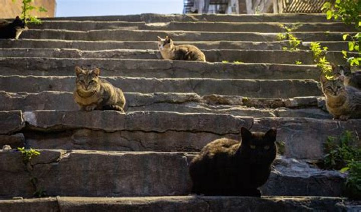 How do you take care of a feral cat in the winter?