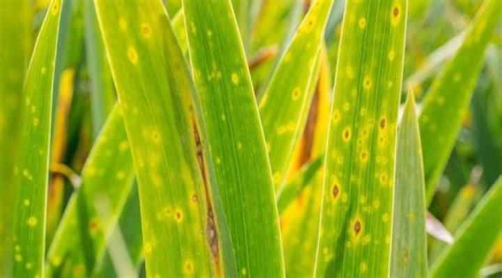 How do you treat iris leaf spots?