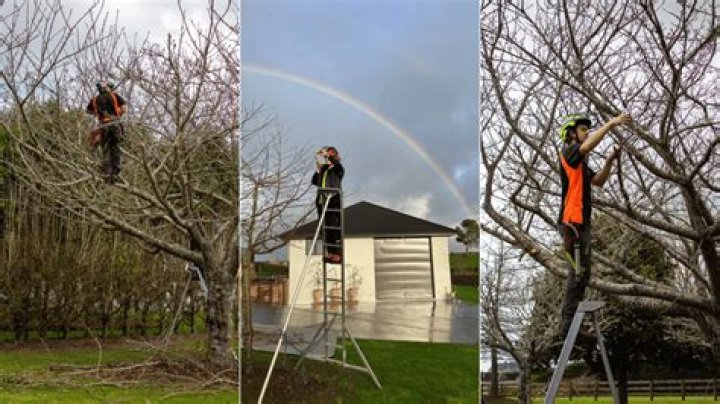 How do you treat scales on fruit trees?