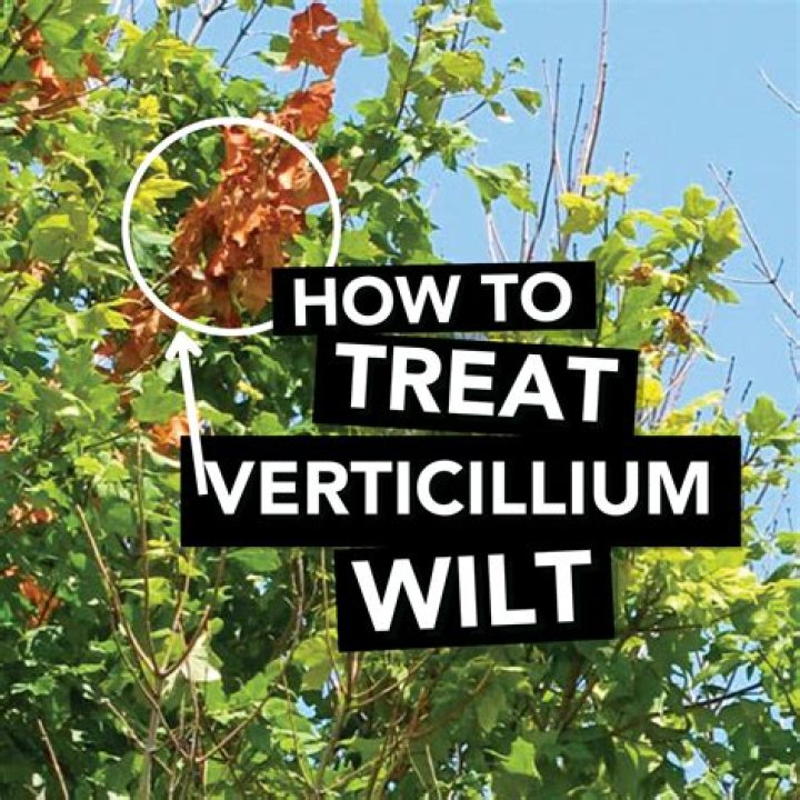 How do you treat verticillium wilt in trees