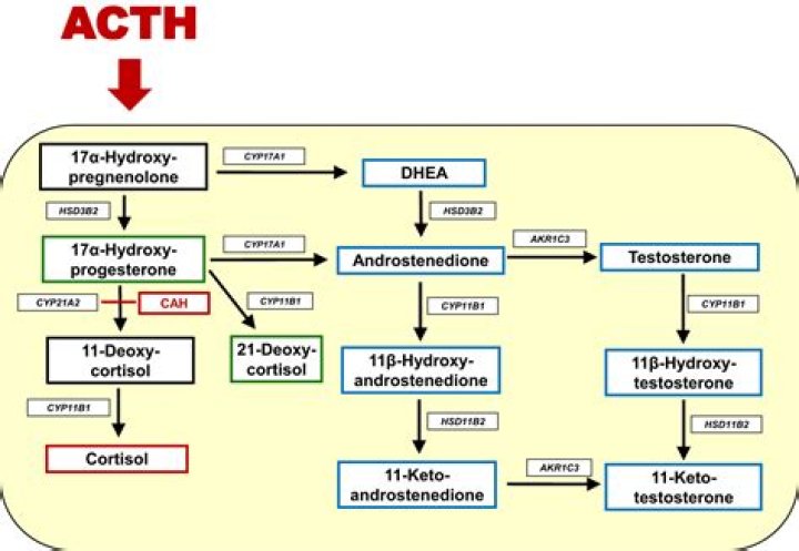 How does ACTH work? | ContextResponse.com