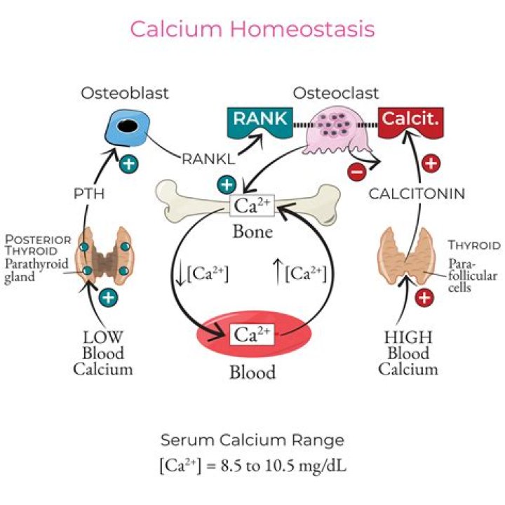 How does calcium form an ion?