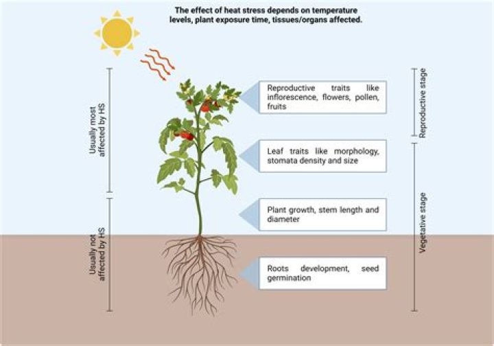 How does cold temperature affect plant growth?