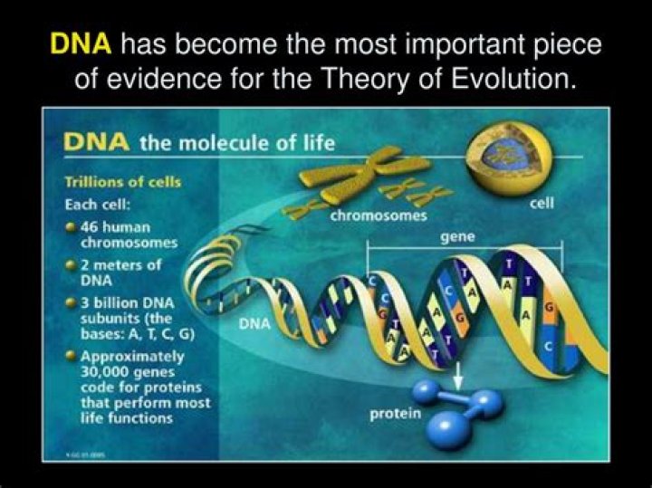 How does DNA provide evidence for evolution?