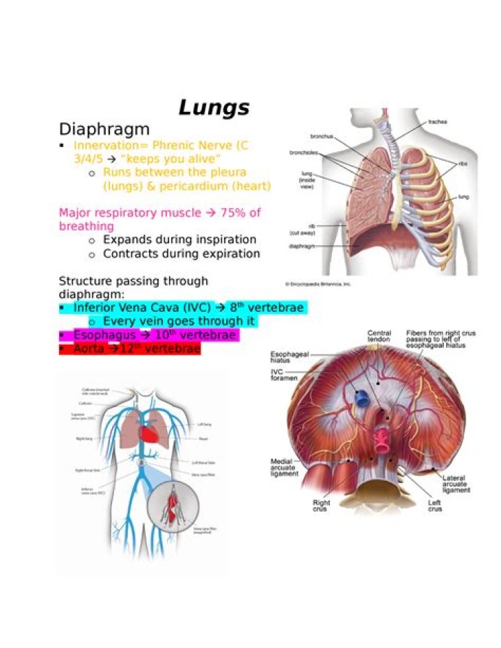 How is the diaphragm innervated
