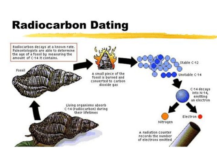 How is the ratio of C 12 to C 14 used to date a once living organism?