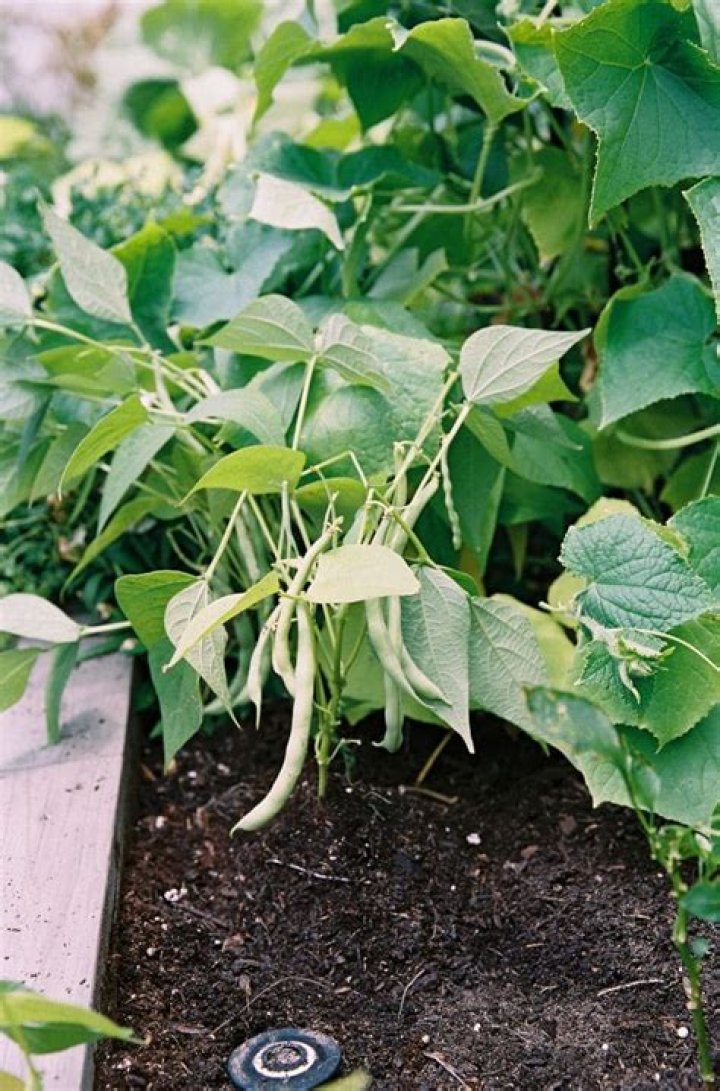 How late can you plant bush beans