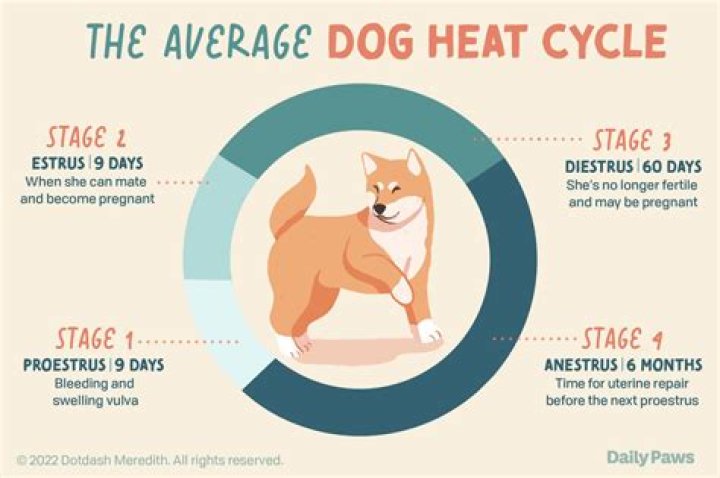 How long can a dog go between delivering puppies?