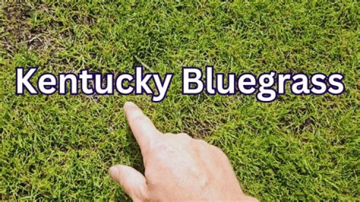 How long does it take for Kentucky bluegrass to grow