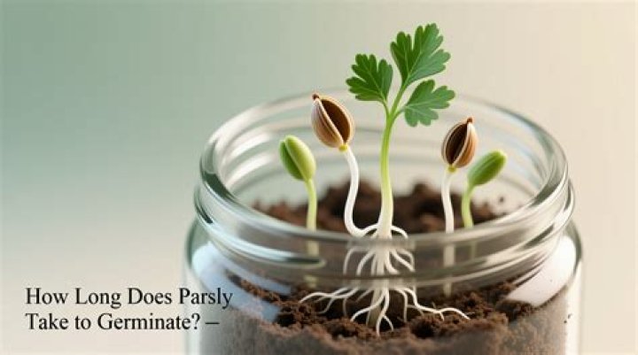 How long does parsley take to germinate?