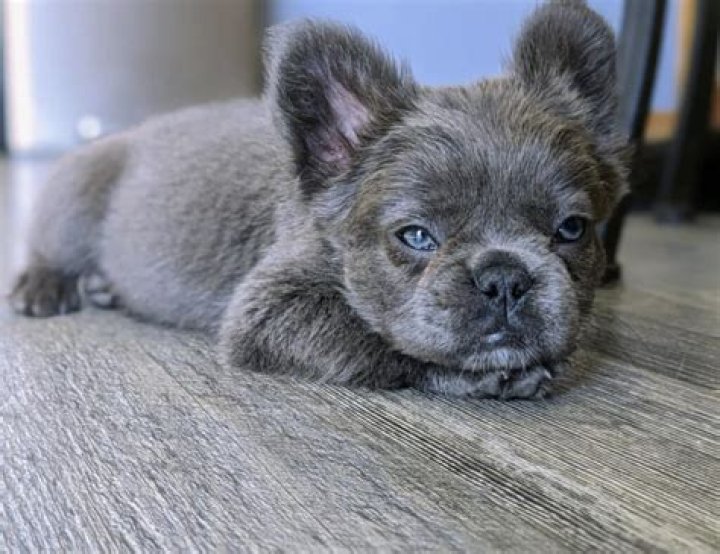 How long should a French bulldog's tail be?