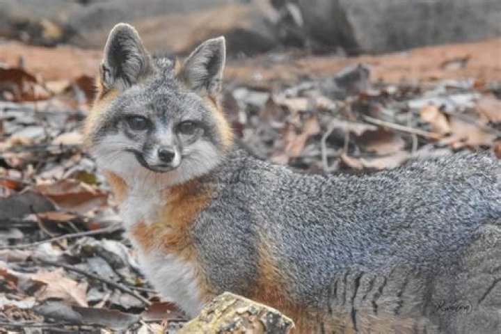 How many babies do gray foxes have