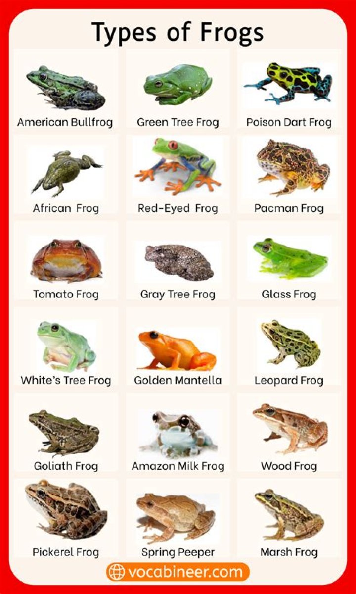 How many different species of frogs are in New Jersey
