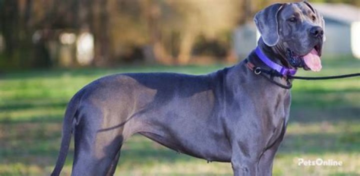 How much do blue Great Danes cost