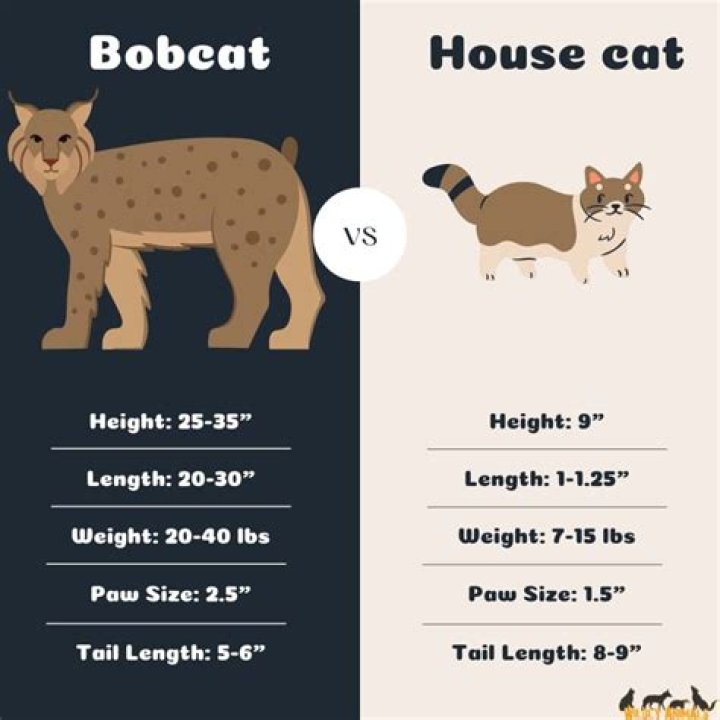 How much does a bobcat animal cost?