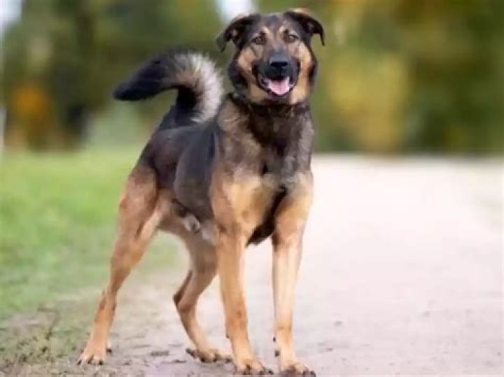 How much does a Golden Retriever German Shepherd mix cost?