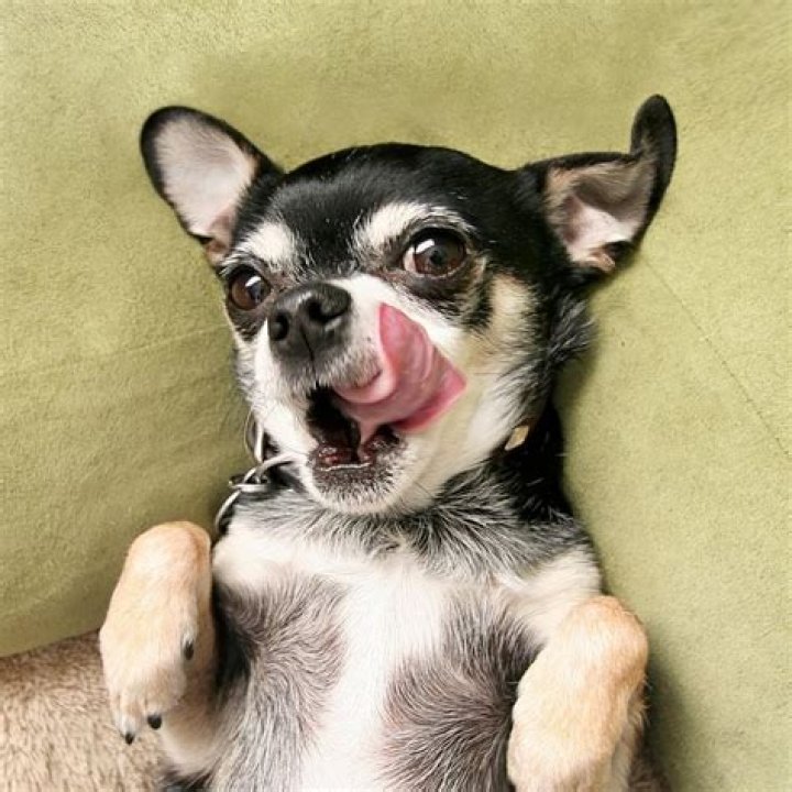 How much food should a Chihuahua eat?