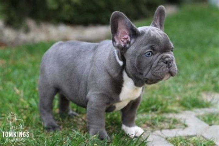 How much is a French bulldog puppy without papers?