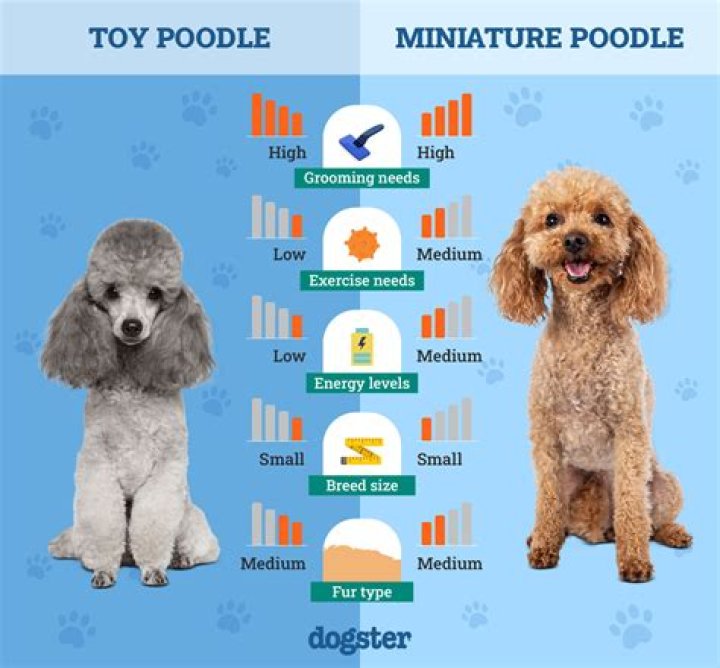 How much play time does a toy poodle need?