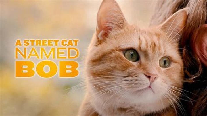 Is a street cat named Bob a true story