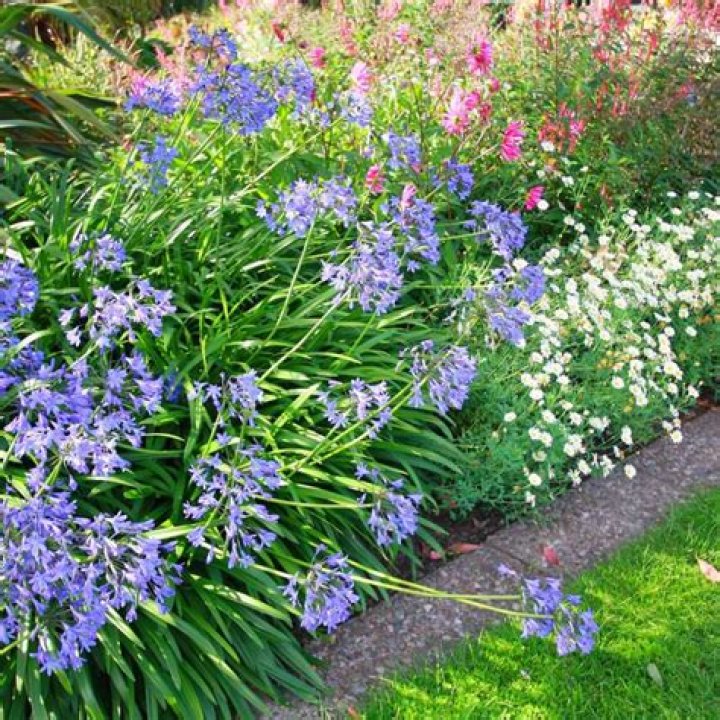 Is agapanthus navy blue hardy?