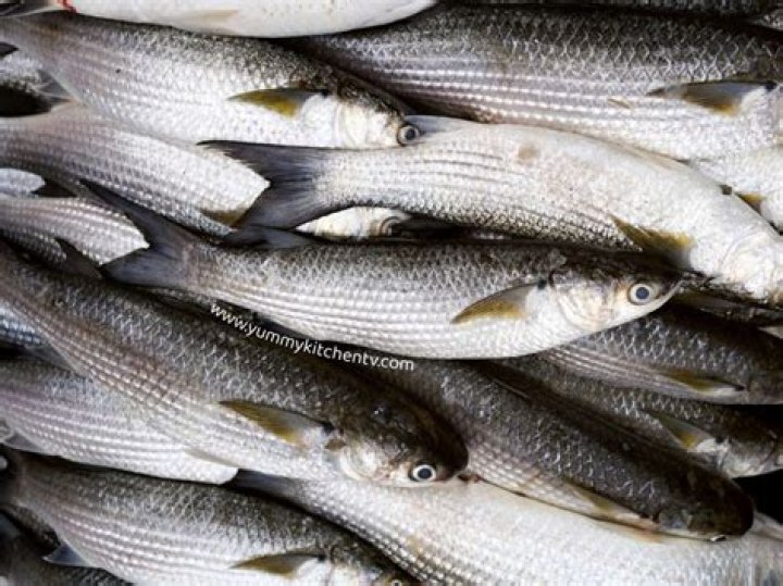 Is Bangus a freshwater fish?