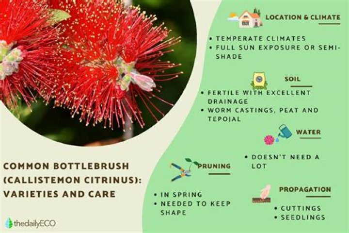 Is bottlebrush an evergreen? | ContextResponse.com