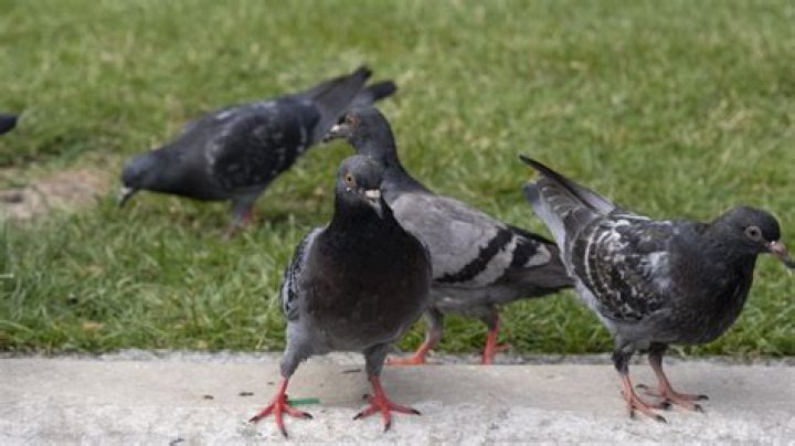 Is it illegal to feed pigeons in your garden?