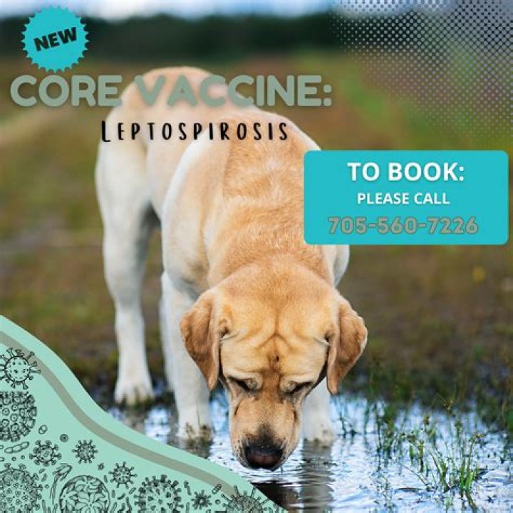 Is lepto a core vaccine