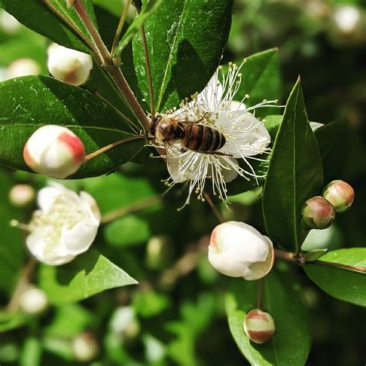 Is Myrtle a herb?