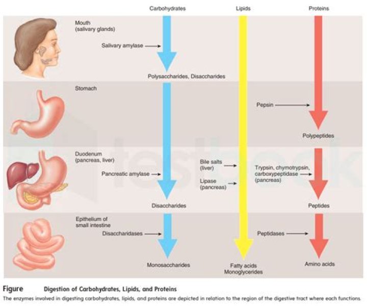 Is Ptyalin and salivary amylase same?